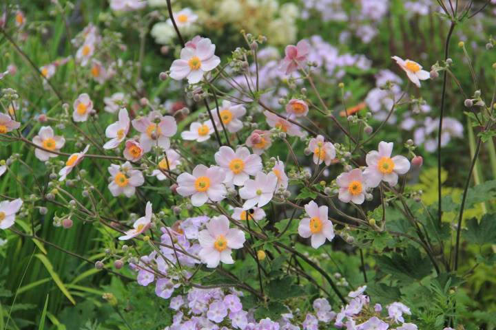 95429cca4407a4b87f6b7e07f058549b