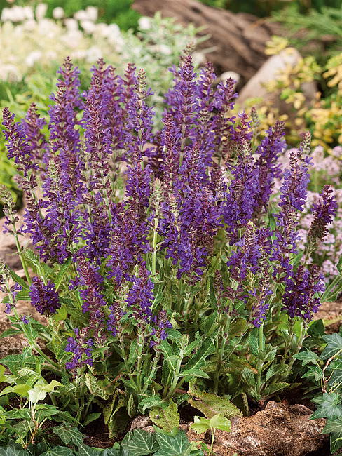 957a2bc40fc24cd8ac6812d897c9818a