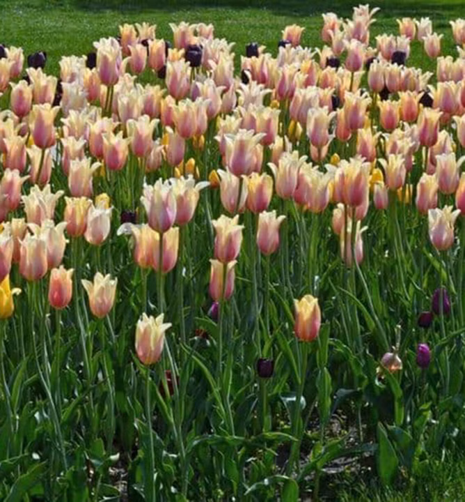 95a2b07499308dd731e617fea7541b06