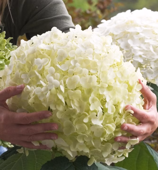 95a484b8a8adebfdb804ebc00b92aaee