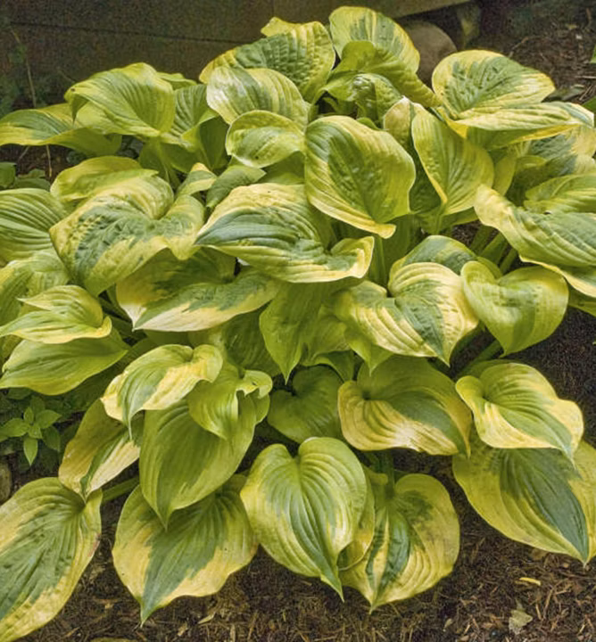 95a4d9c5920ef55ba651fa0602738ef2