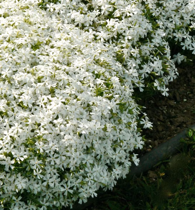 95dffcee426502f3fc30f7ebe9ba137e