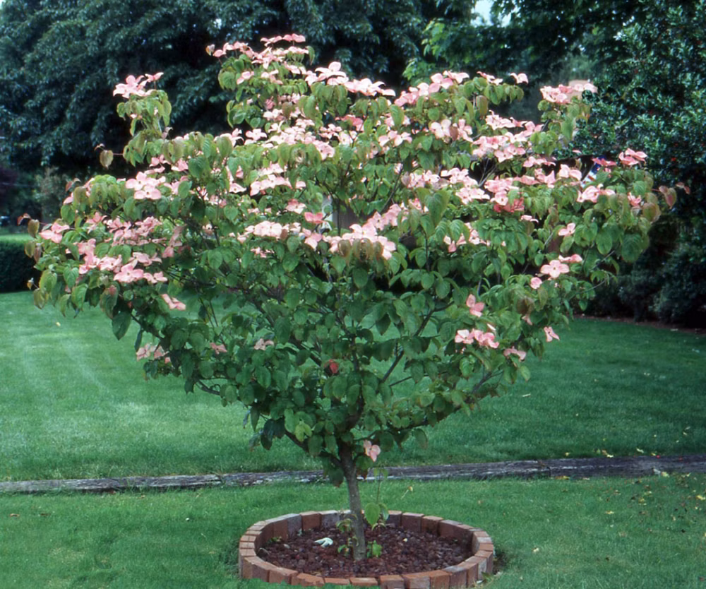 95e0d641db58a0ed59c8dd07678f3fc1