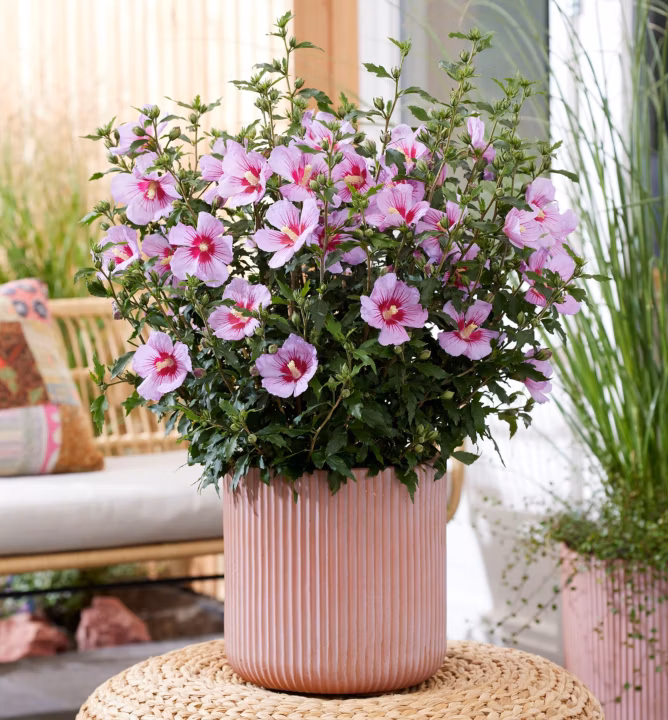 95e425d07d8def3fb353762bd4a47413