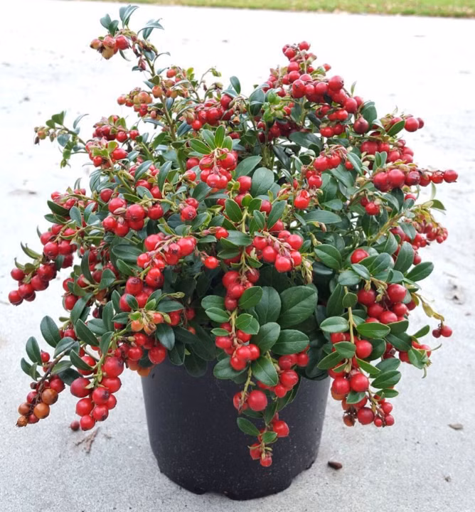 9627e6077689af742ce795eed791d0ac