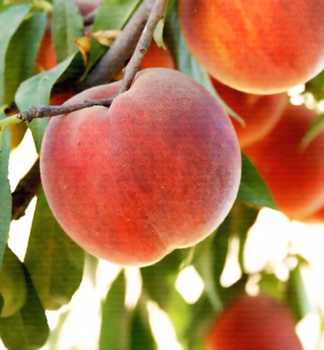 962dcd65fff3d49ef7c4ace5f8d39891