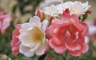 963762f01044c2d072df01b39d313164