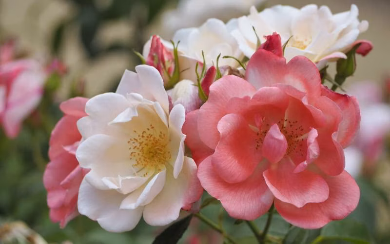 963762f01044c2d072df01b39d313164