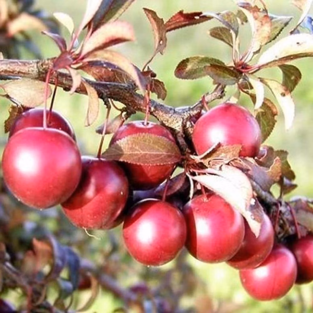 963a9574e970f3eca2fa093fc3e0fda3