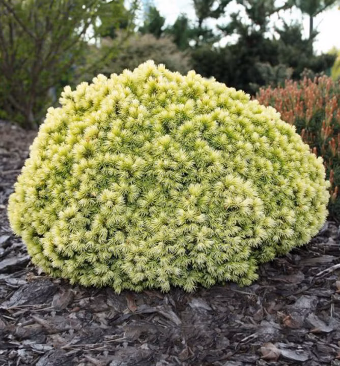 966558e3497a85c4845820580b022496