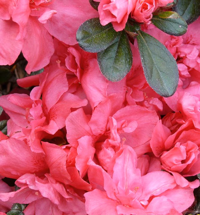 966b9aa63beb4158e933559485c80420