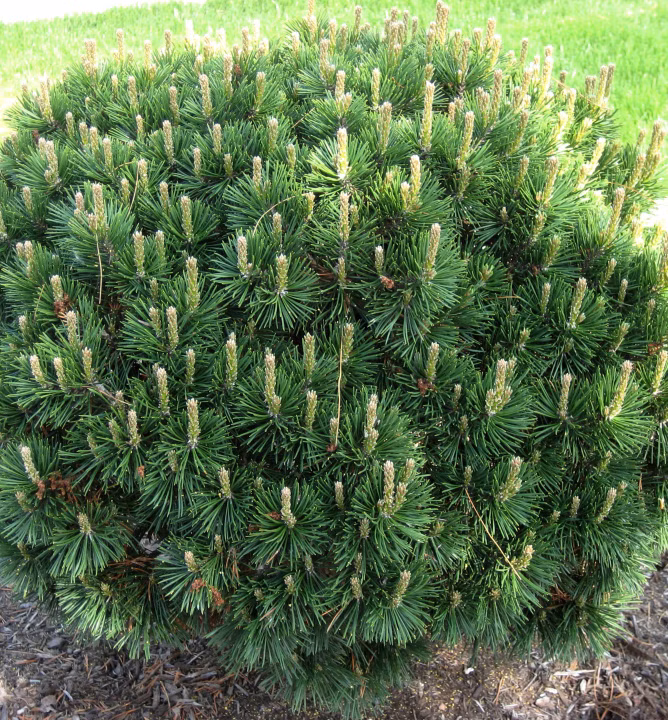 96772c9235e8c2b8d110227e5016e159