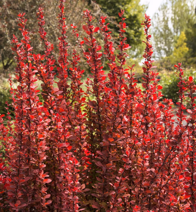 968e4cfdea14cc7389e4218b81991dd7