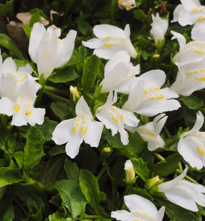 96a2fc25e165a6b2d6d7400f82c61ba6