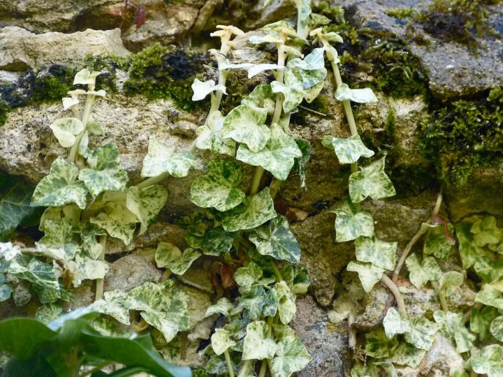 96b55cc35c9ffd4af9f46d9c4ad5220d