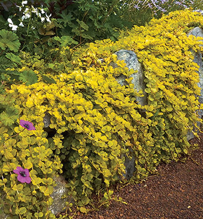 96b83a52ecebd587aab215ca1ad31a99