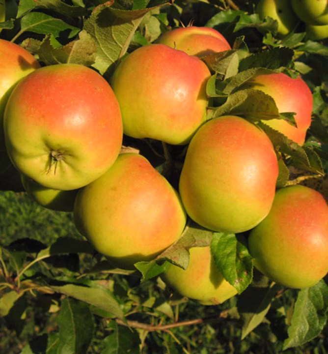 96dd674e277fa84931184775f29b39d3