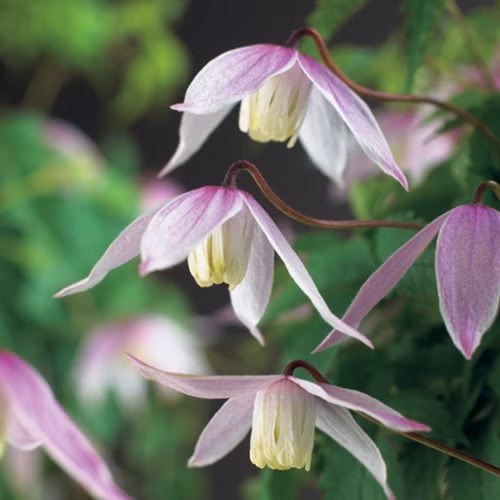 97015ff5ef4e7025ef0ce2cd18e0eb8c