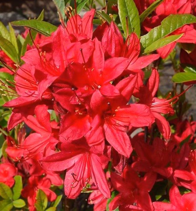 971a7e4d503f5e584da27a334bb1721a