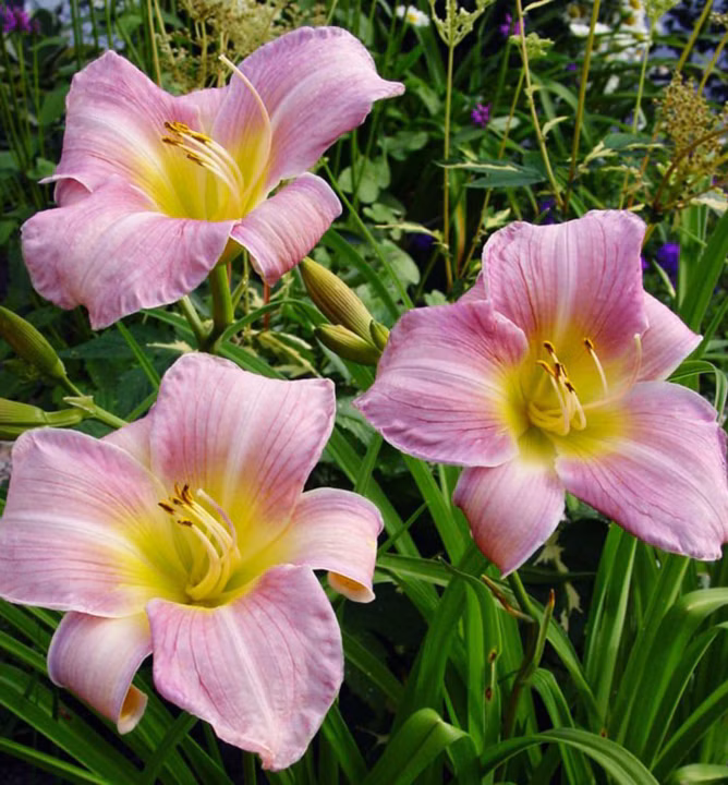 97755d3dd2d0231ab9f3d600fad7a56a