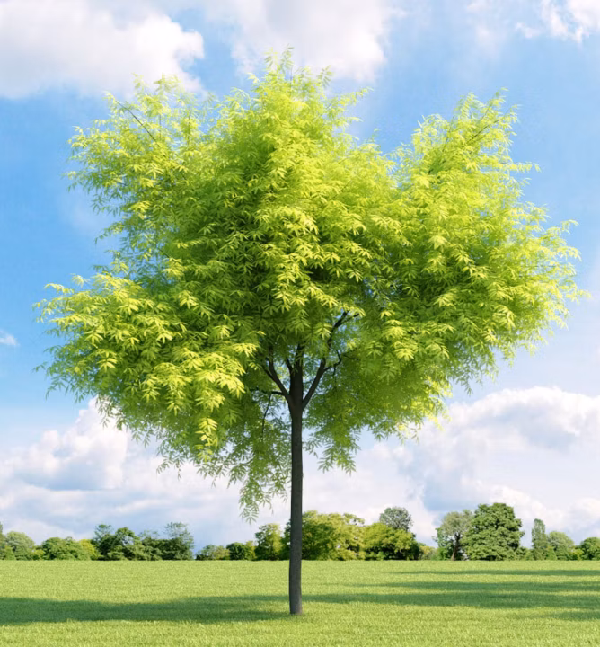 977591846d713681f747d23537077b5e