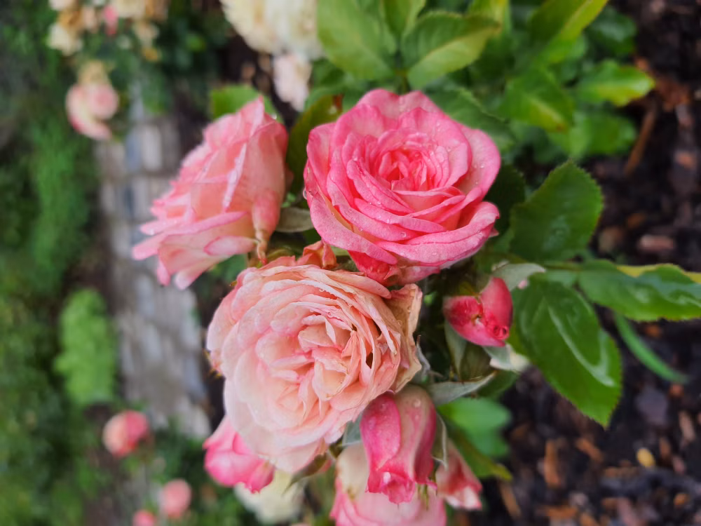 97a74b7e196d2a9b6f5b3344895c5758