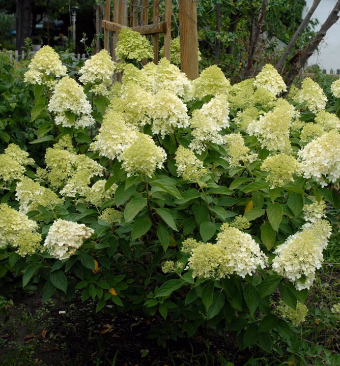 97c2d72aaf9c31cabf895d0722d2dd7b