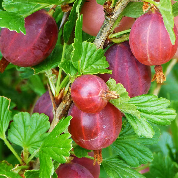 9806e5d193d5df19eafd0635ee6de905