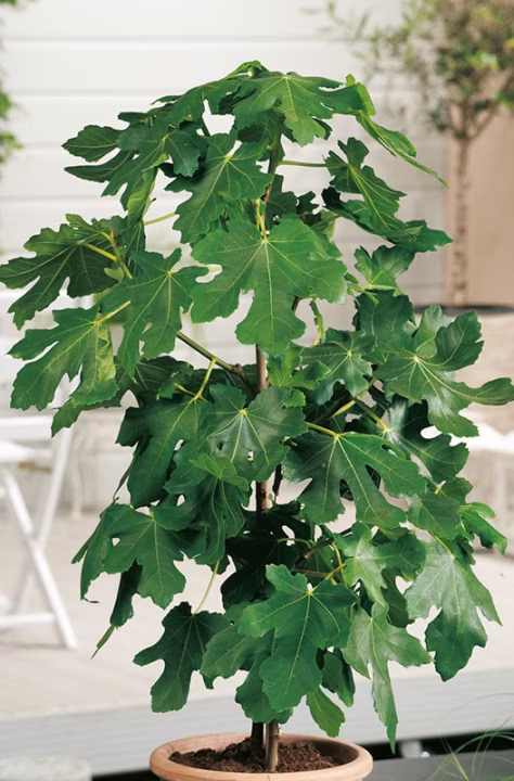 982b0c681307aabd44fb8b4c05c79881