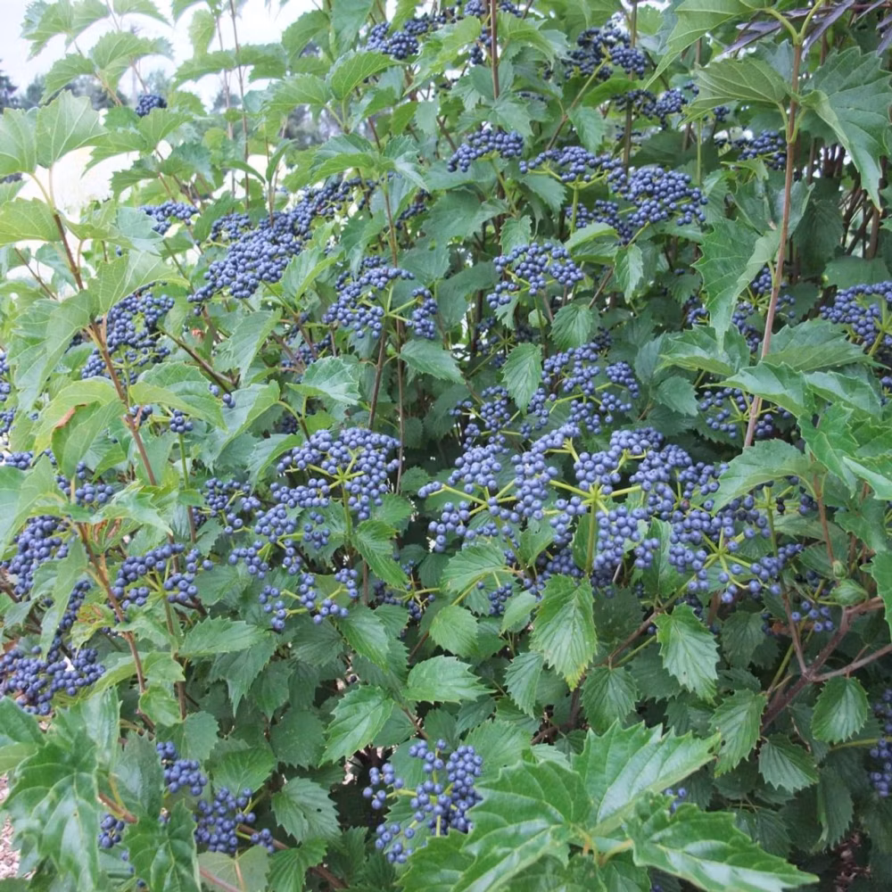 98392ea7c5680cc4b31fa09b6830d844