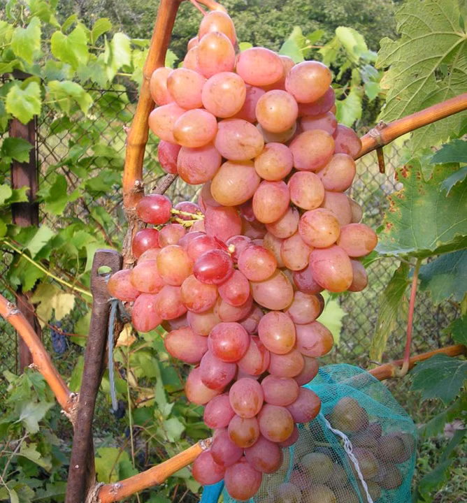 985729fee42cee3e5afc9acac568a348