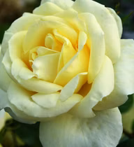 988be9e7f96d8607fd6167f367420a79