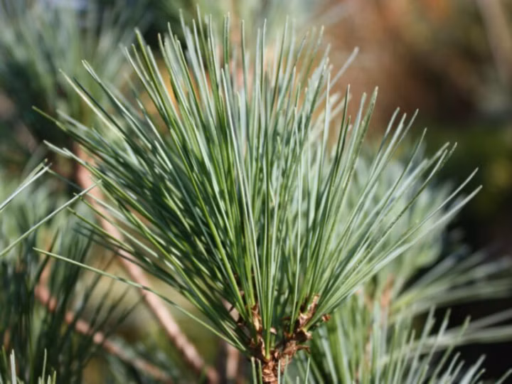 988f9a06778634bebc3b197f6e093ed9