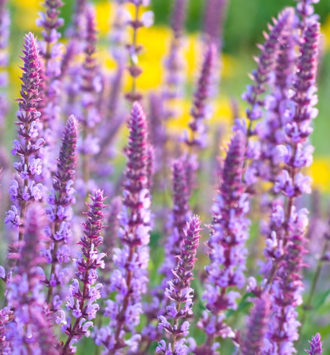 98a83e78524304b9a55c75cbd186f500