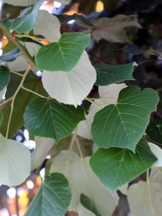 98aa10014b2135dcee8ed4e0ff3409b3