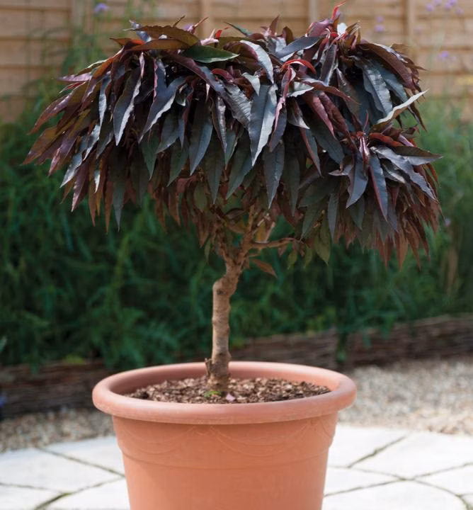 98ba27fb3407a649142419f5d53c43c9