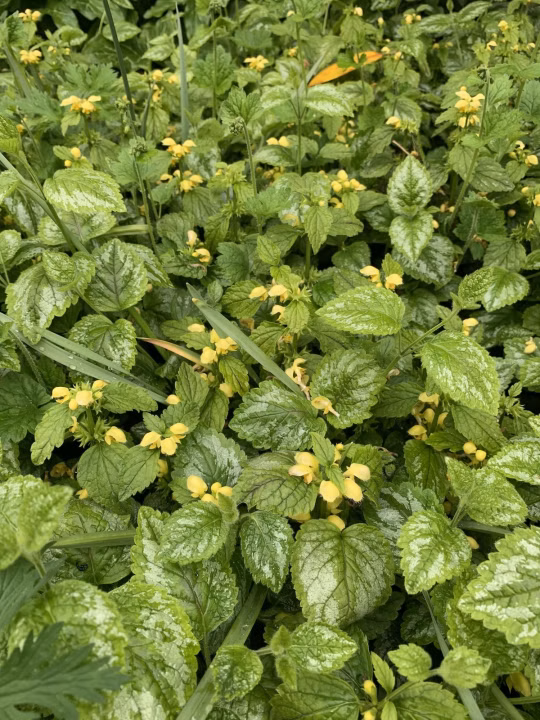 98e58541b29068b3ad0aef1abf060b0c