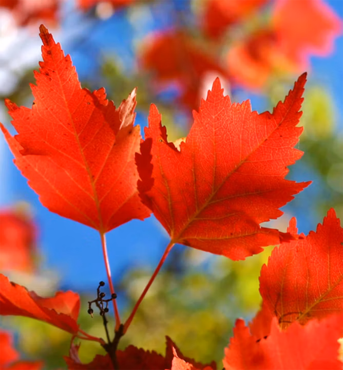 98ed056a57c77bf1b409c9417e3c6b81