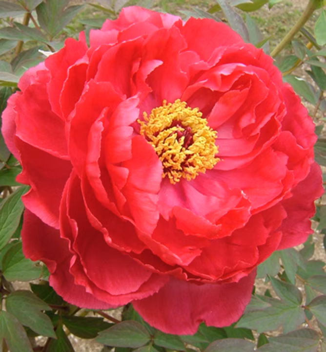 990ca2eb5b55a16ddc8dd6a9a9fa3fab