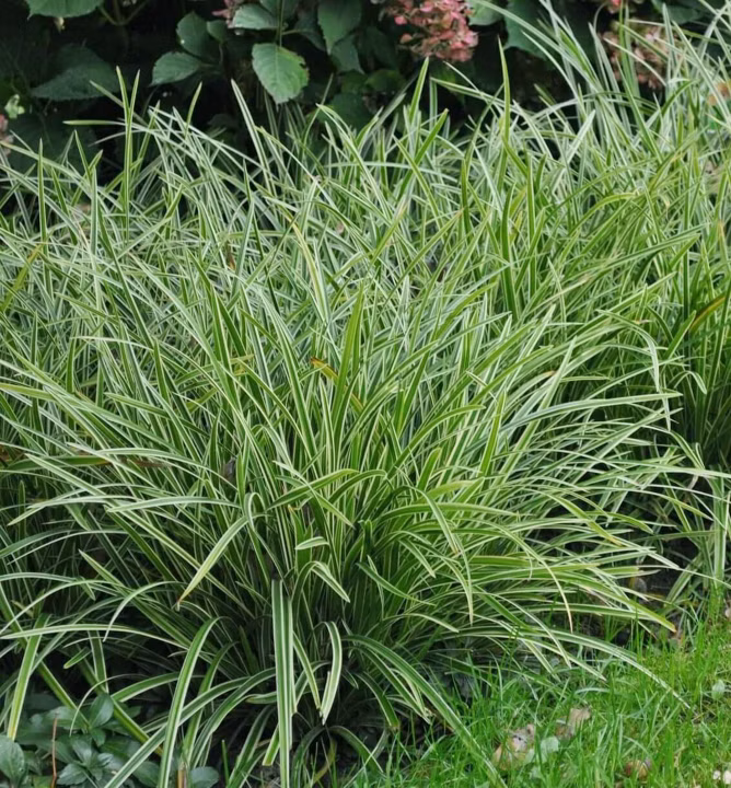 997129f5718f2a6b8b41d4a0668cd4f6