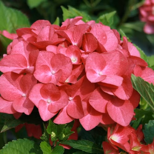 9979d8180faef4965d813749923d5207