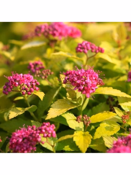 9987eaa9d19557c2d24bc77fe596a148