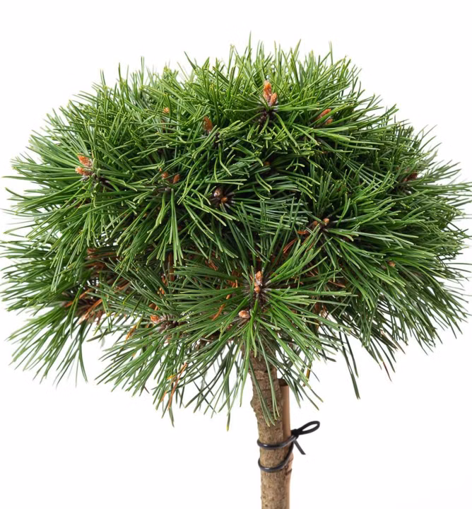 99a7121131470a0927e25c038dfd0b31