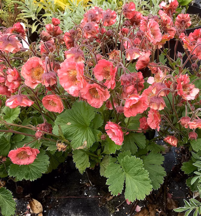 9a0c24ca1ecd349f5a039e2cecfe7751