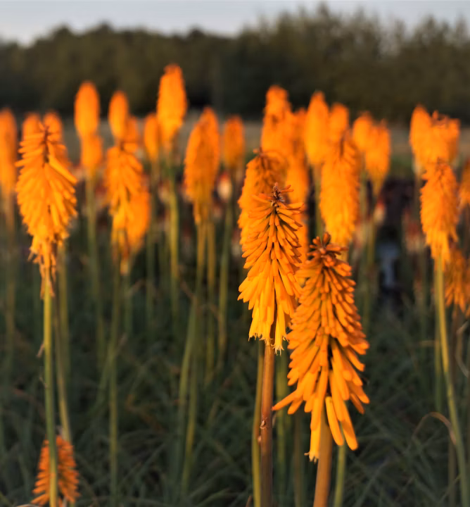 9a4902cc17bf3819997852b7d0be2744