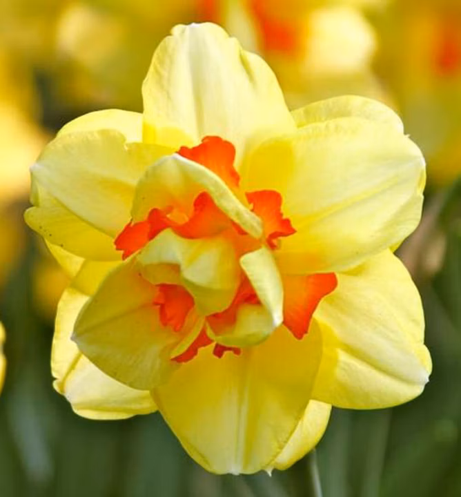 9ae2eec5f8fddfdd6e3a78b4dd3b4679