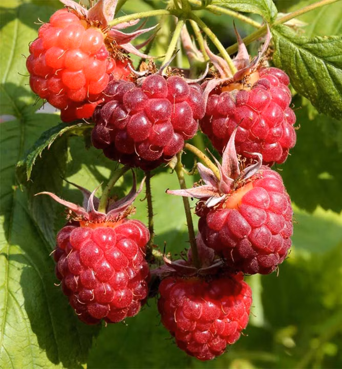 9ae38481be31a1d0aa99a496c2bc5db3