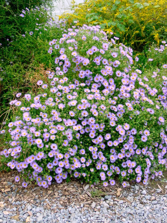 9b002f02f07b54353e9f4b478ba25b6a