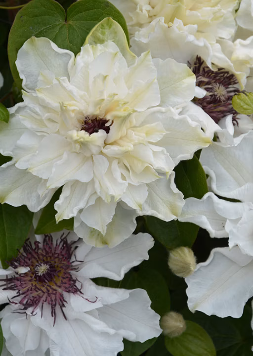 9b36933ee36a8ad17b00fee2f319d648