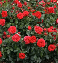 9be85d9e03ab9d2e381ba77fc40a0d84